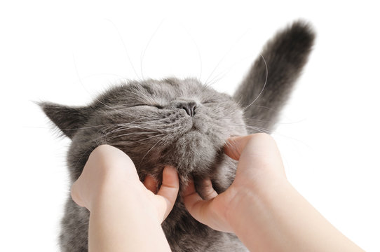 Чем мурчат кошки