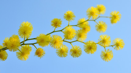 mimosa de provence ciel bleu