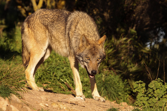 Lobo Iberico II