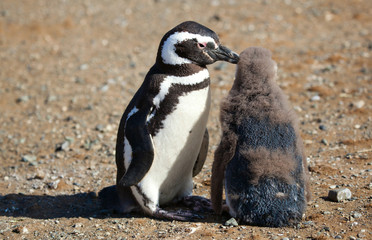 Magellanic Penguin with its nestling