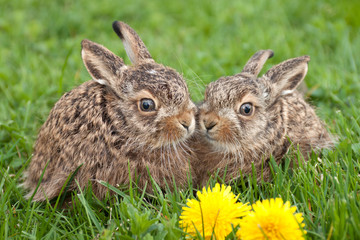 two little hares
