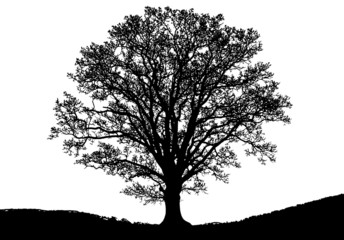 Baum - Umrisse
