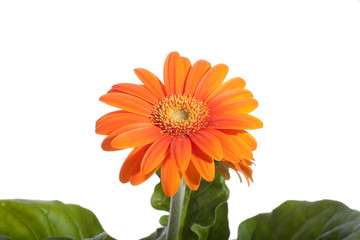 orange gerbera