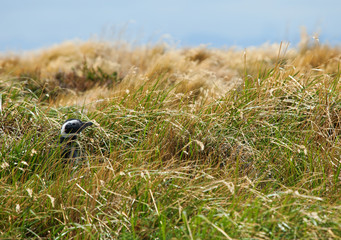 Magellanic Penguin in the grass. Seno Otway, Patagonia, Chile