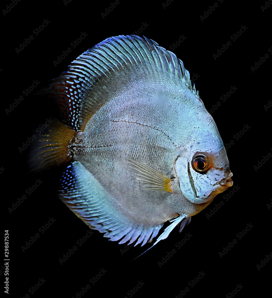 Wall mural discus fish