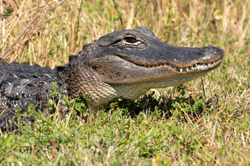 an American alligator in the Florida Everglades
