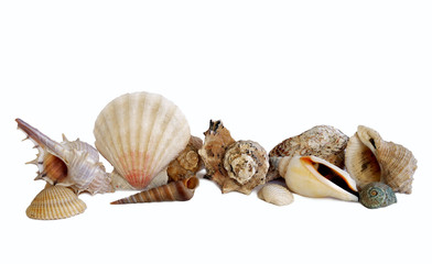 sea shells