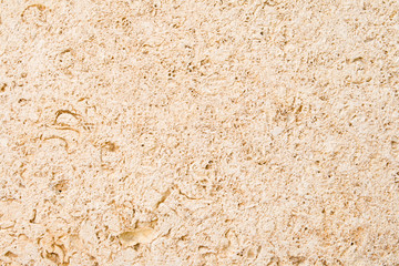 Natural Limestone Embedded Fossils Ancient Rock