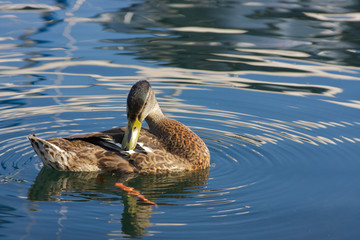 Duck