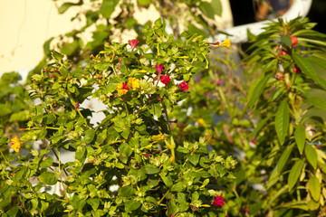 Obraz premium Aiuola con fiori