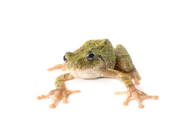 Tree Frog Ready to Jump