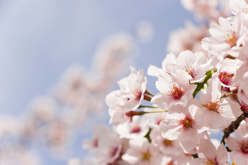 Fototapeta premium cherry blossom