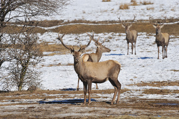 deer in winter