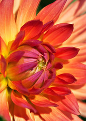 Fototapeta premium Dahlia flower