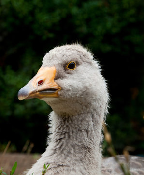 Grey goose head close-up
