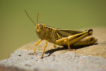 Yellow grasshopper sitting in the sun