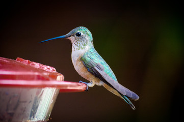 Tiny green hummingbird perched on plastic trough