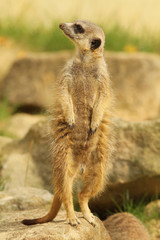 Meerkat standing upright