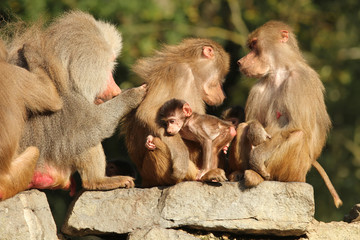 Family of baboons sitting on a rock