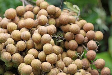 grappe de longani, longan, longane, oeil du dragon