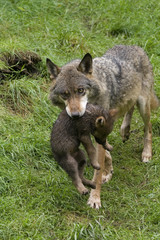 Wölfin mit Welpe ( Canis lupus )