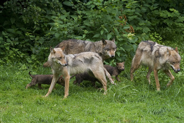 Wolfsrudel mit Welpen © Alexander von Düren