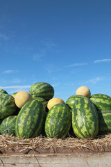 Farmers market, heap of melons and watermelons