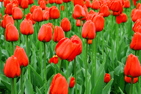 Sea of red tulips with water drops