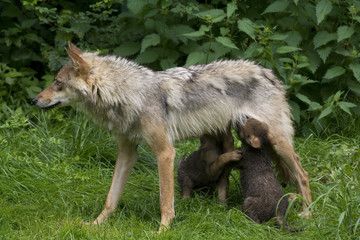 Naklejka na ściany i meble Wolfsfehe beim säugen ihrer Welpen ( Canis lupus )