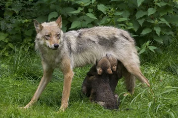 Tableaux ronds sur plexiglas Loup Wolfsfehe beim säugen ihrer Welpen ( Canis lupus )