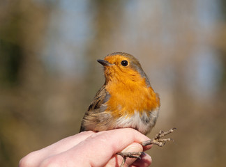 petit oiseau : Rouge-gorge - séance de baguage