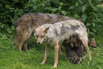 Fototapeta premium Wolfsfehe beim säugen ihrer Welpen ( Canis lupus )