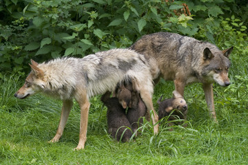 Naklejka na ściany i meble Wolfsfehe podczas karmić swoje potomstwo (Canis lupus)