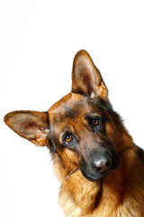 German Shepherd