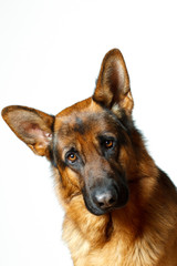 German Shepherd