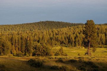 Abendstimmung am Waldrand