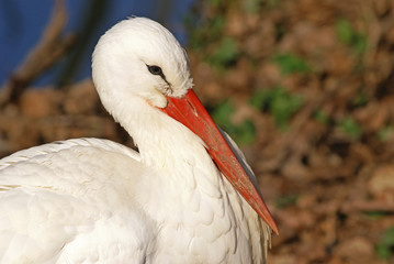 cigogne blanche