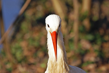 cigogne blanche