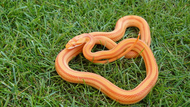 amel stripe