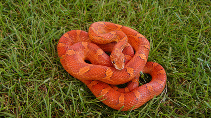 Hypo Bloodred