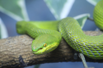 Single colorful scrunch green young snake