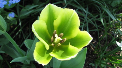 green tulip
