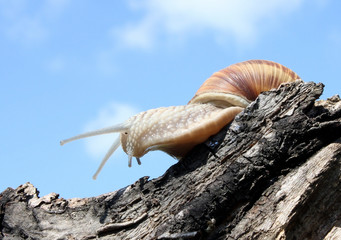 slug posturing on the tree