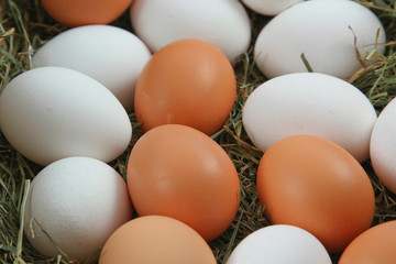 frische Hühnereier