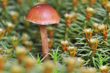 Psilocybe montana