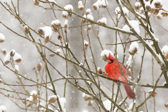 cardinal in a snow storm