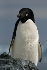 Adelie Penguin