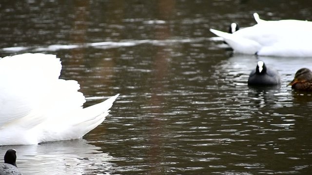 biały łabędź