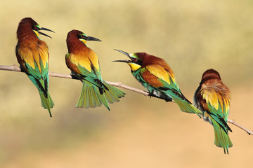 Abejarucos