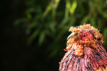 Chicken Head